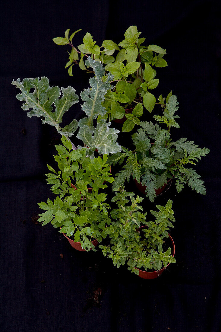 Fresh Herb, Still Life