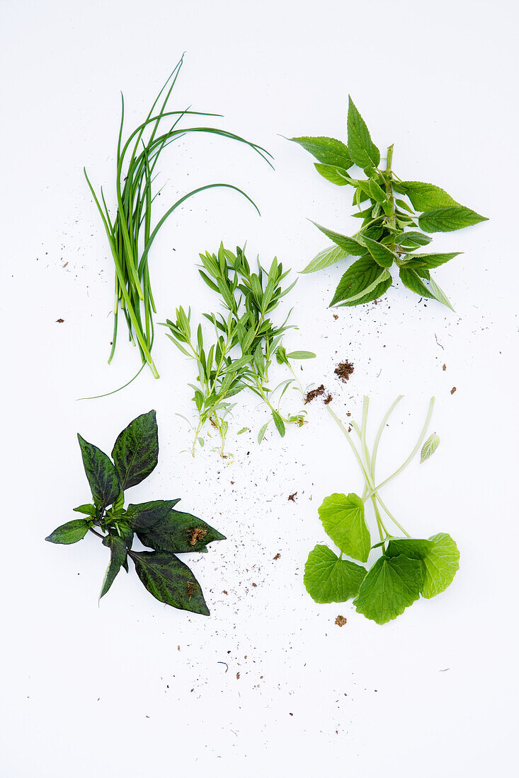 Fresh herbs on a white background