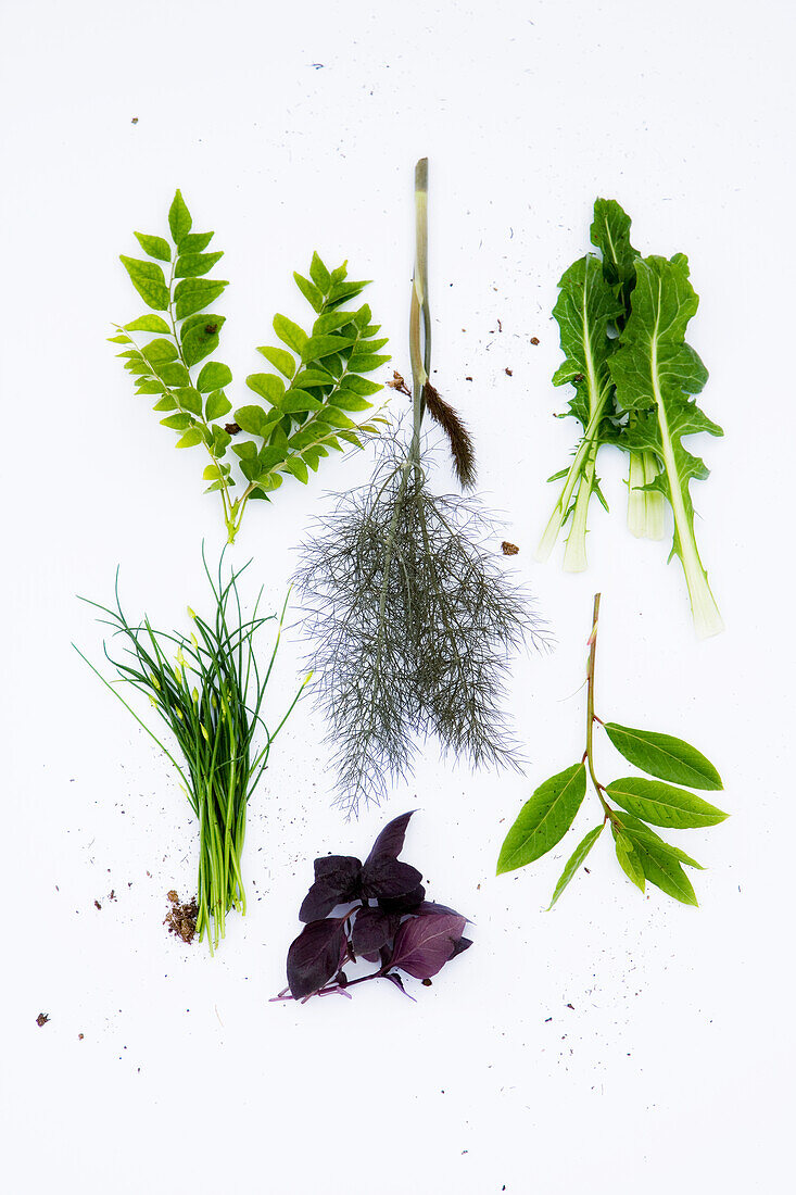 Fresh herbs on a white background