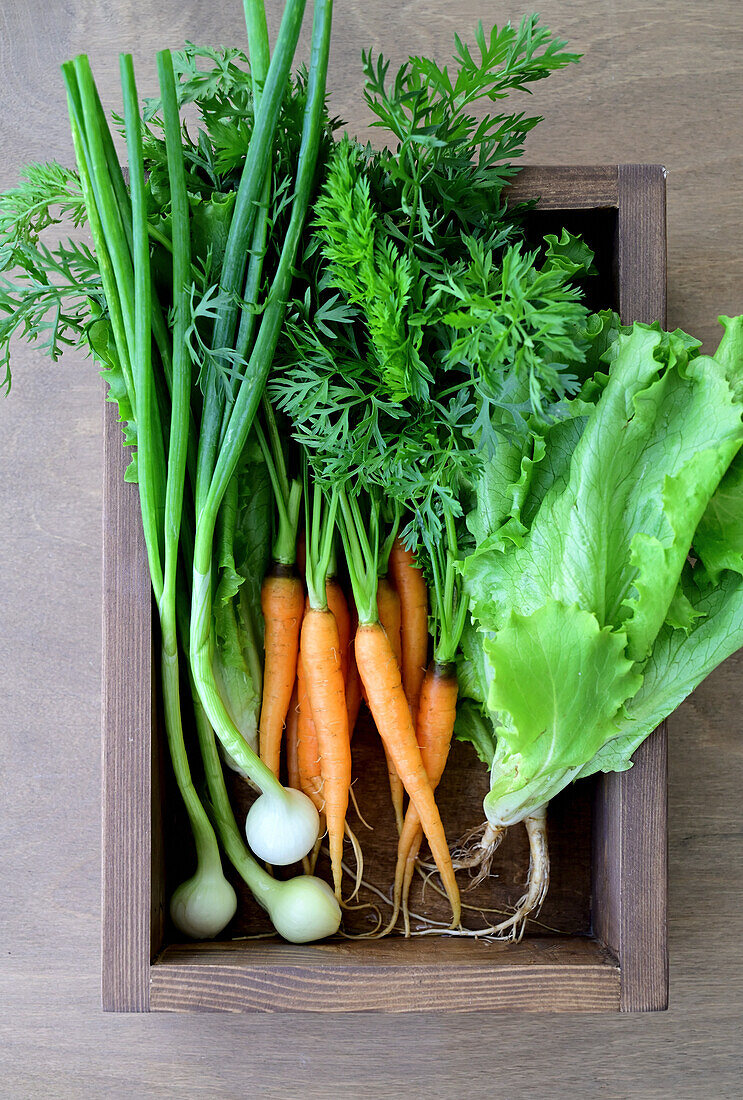 Frisches Gemüse aus dem eigenem Garten (Zwiebeln, Karotten, Salat)