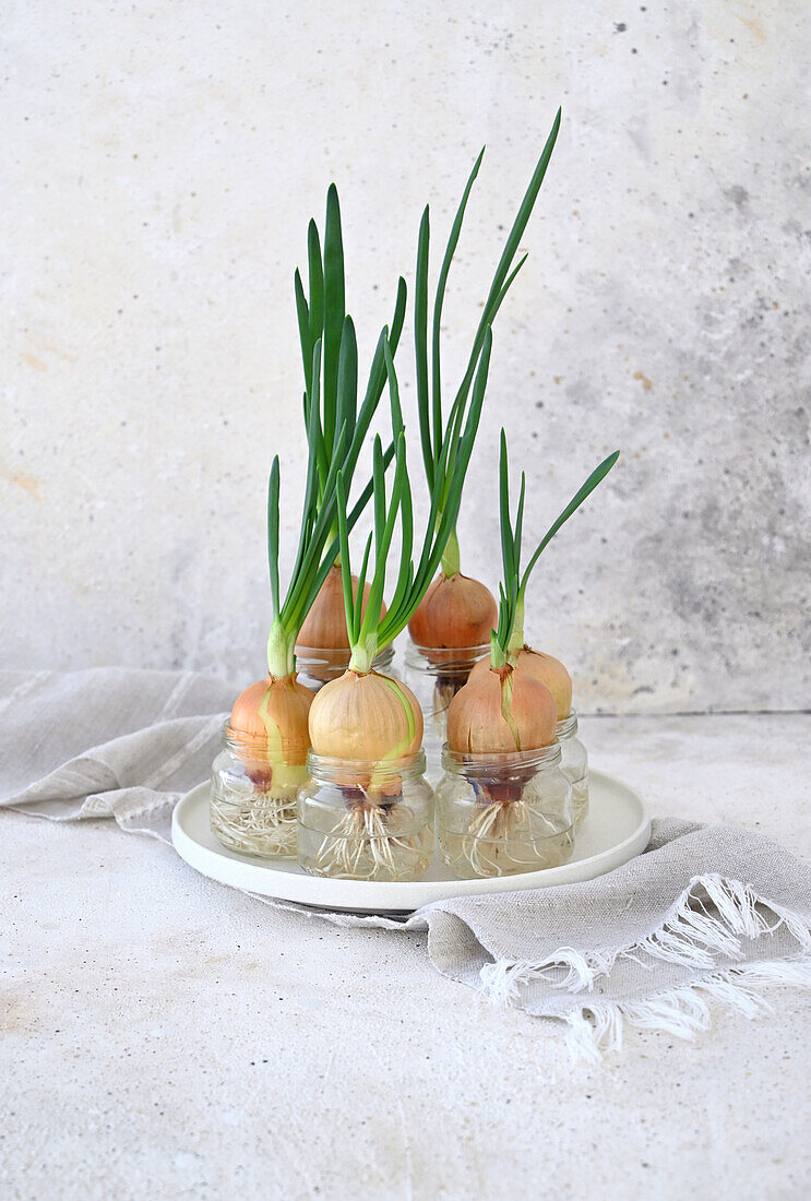 Growing onions in water