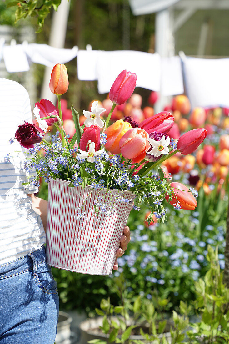 Frau hält gestreiften Topf mit bunten Tulpen (Tulipa) und Frühlingsblumen