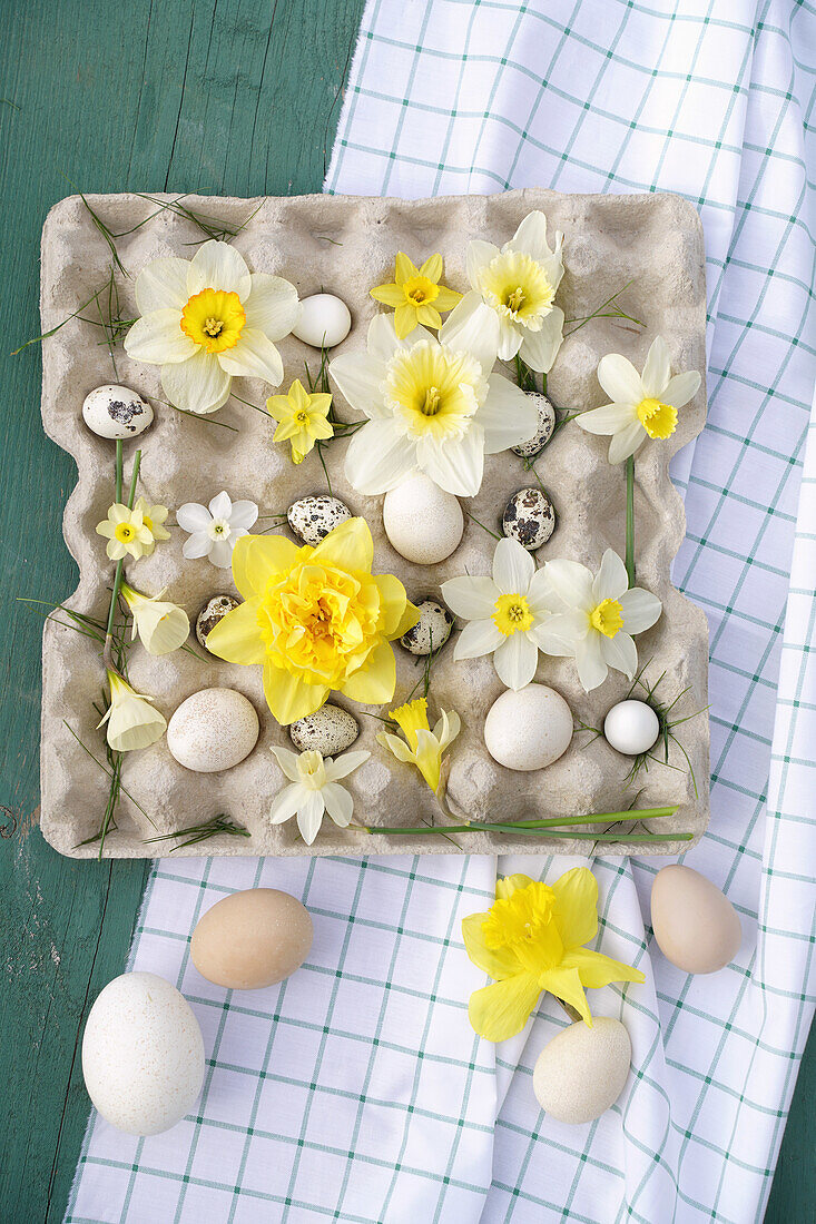 Arrangement of daffodils (Narcissus) and eggs in egg carton