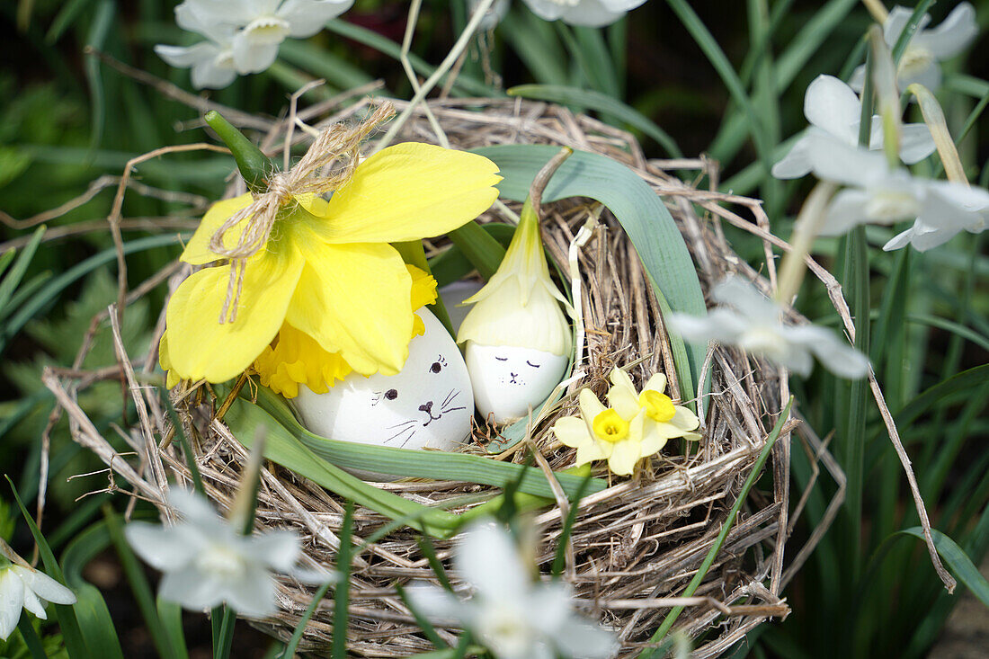 Narzissen (Narcissus) im Nest mit dekorierten Ostereiern und Schneeglöckchen