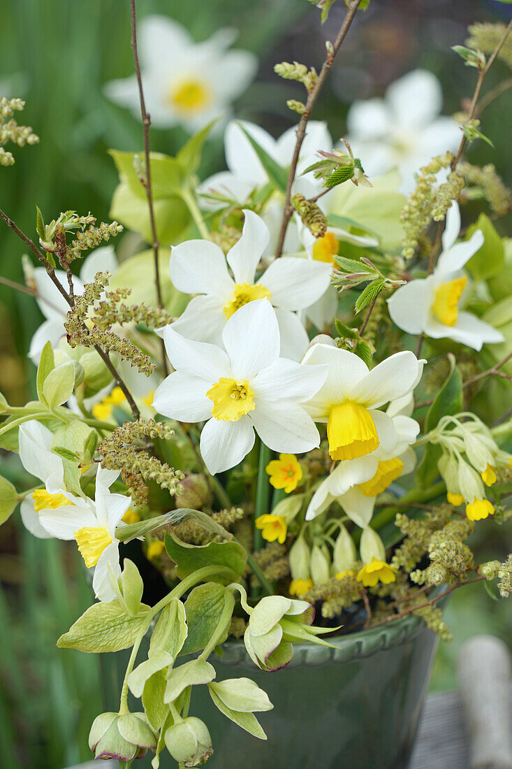 Bouquet of daffodils (Narcissus) and spring greenery in a green planter