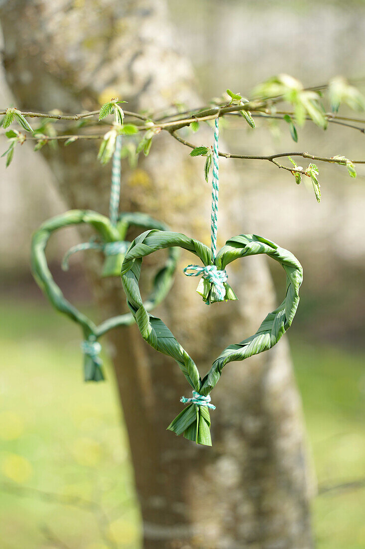 Heart-shaped wreath of green leaves on a tree in spring