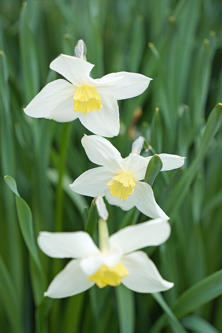 Daffodils, variety 'Queen of the North'