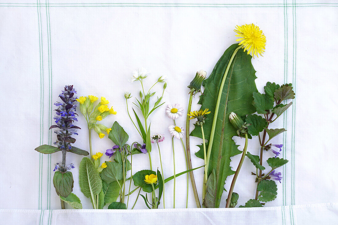 Tableau with wild flower varieties