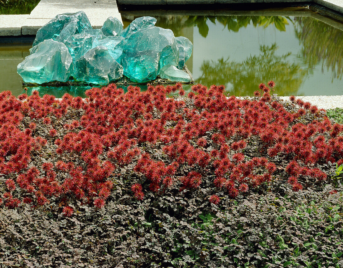 Scarlet Piripiri (Acaena microphylla) 'Copper Carpet