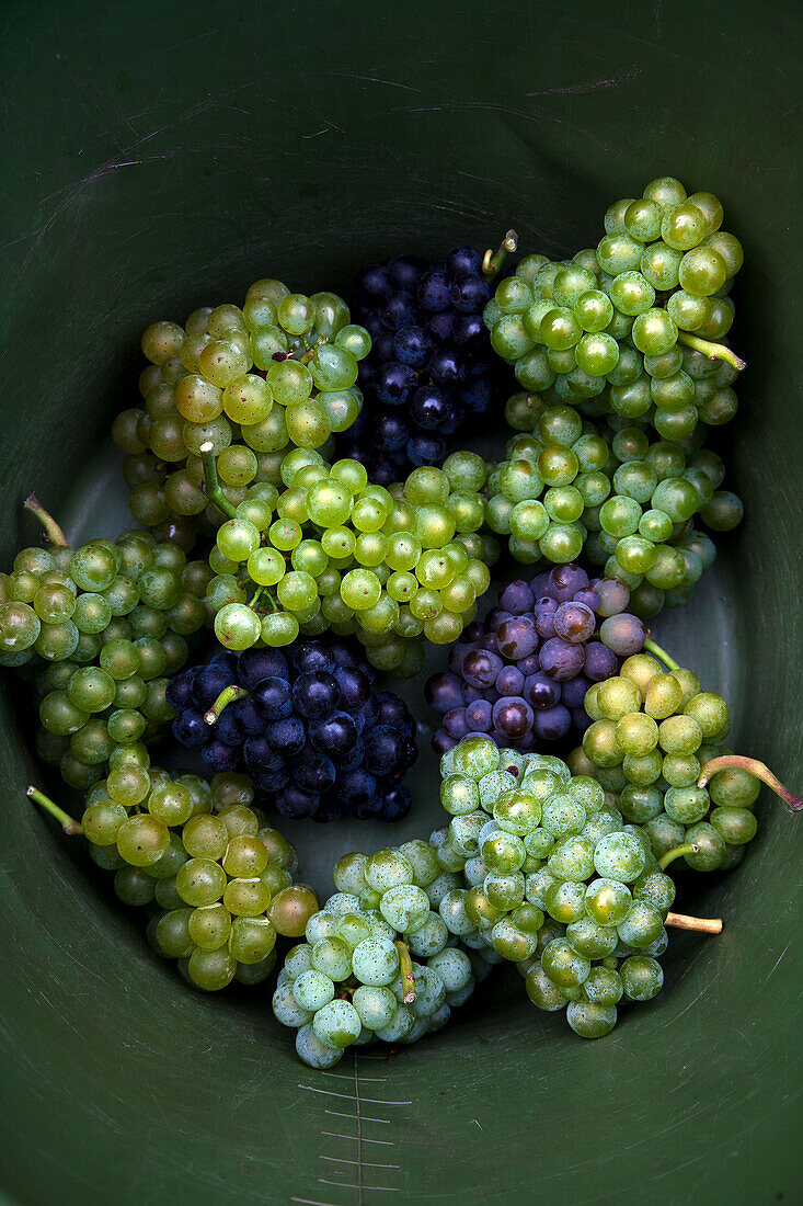 Verschiedene Sorten Weintrauben
