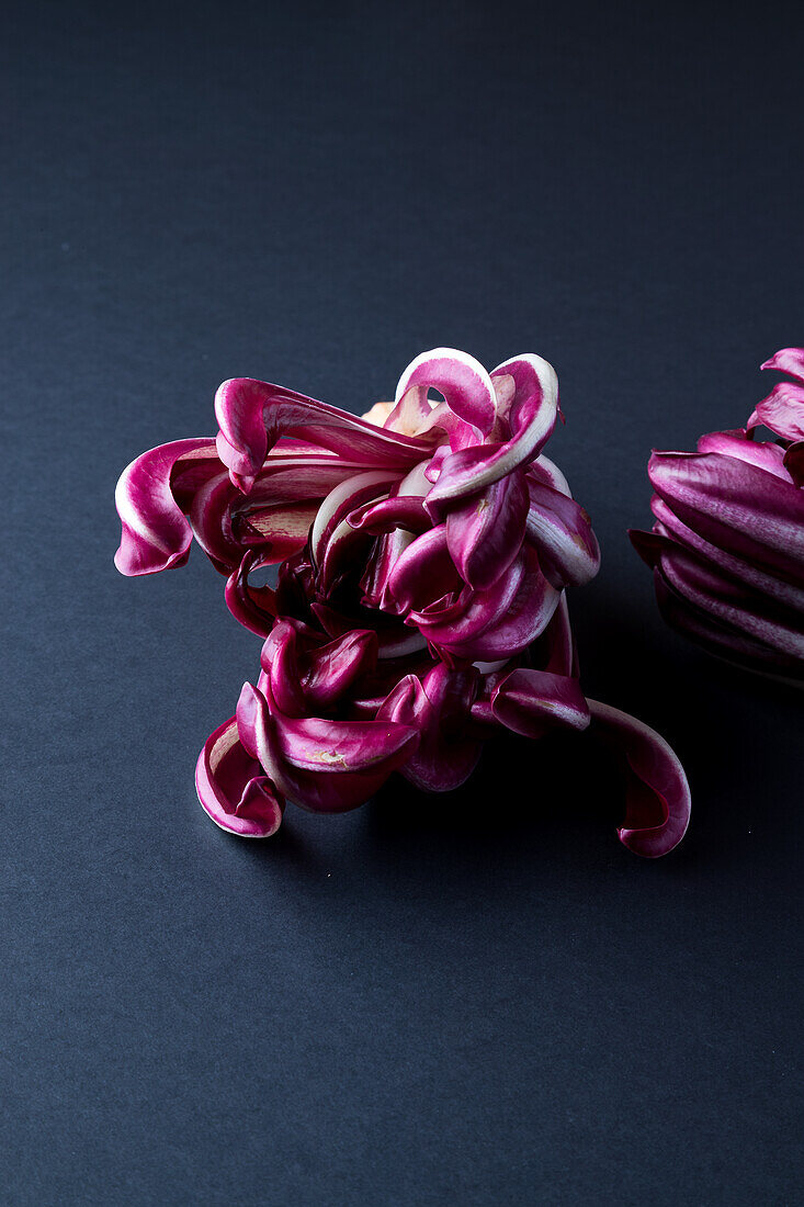 Red radicchio