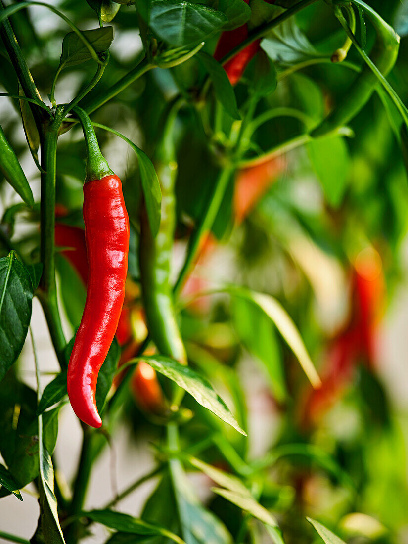 Rote und grüne Chilli an der Pflanze