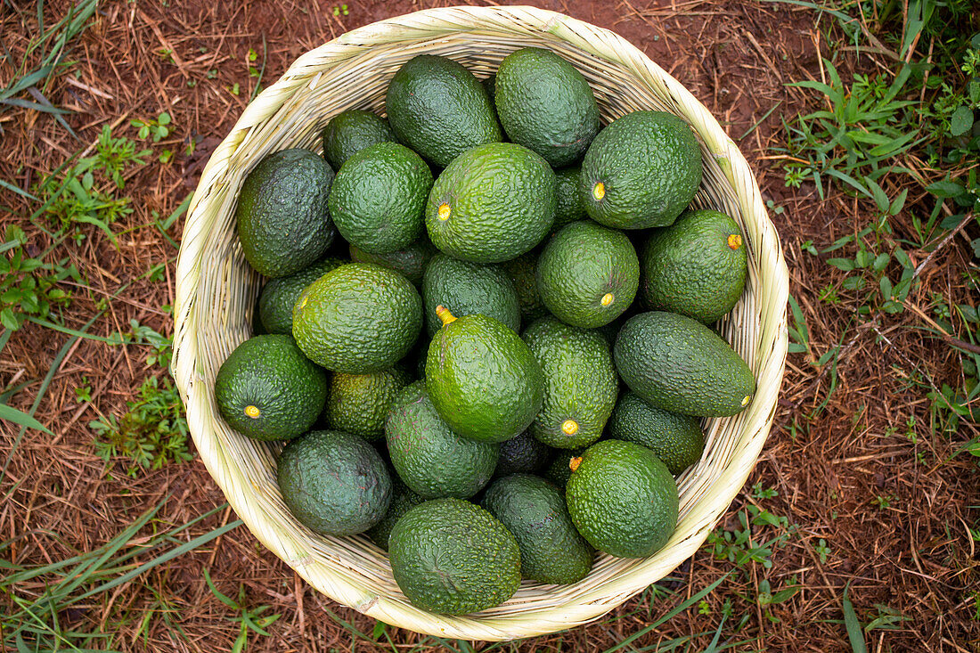 Freshly harvested green Hass avocados in a basket (Mexico)