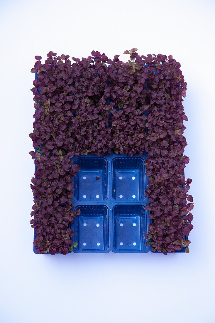 Red cress and in blue plastic containers