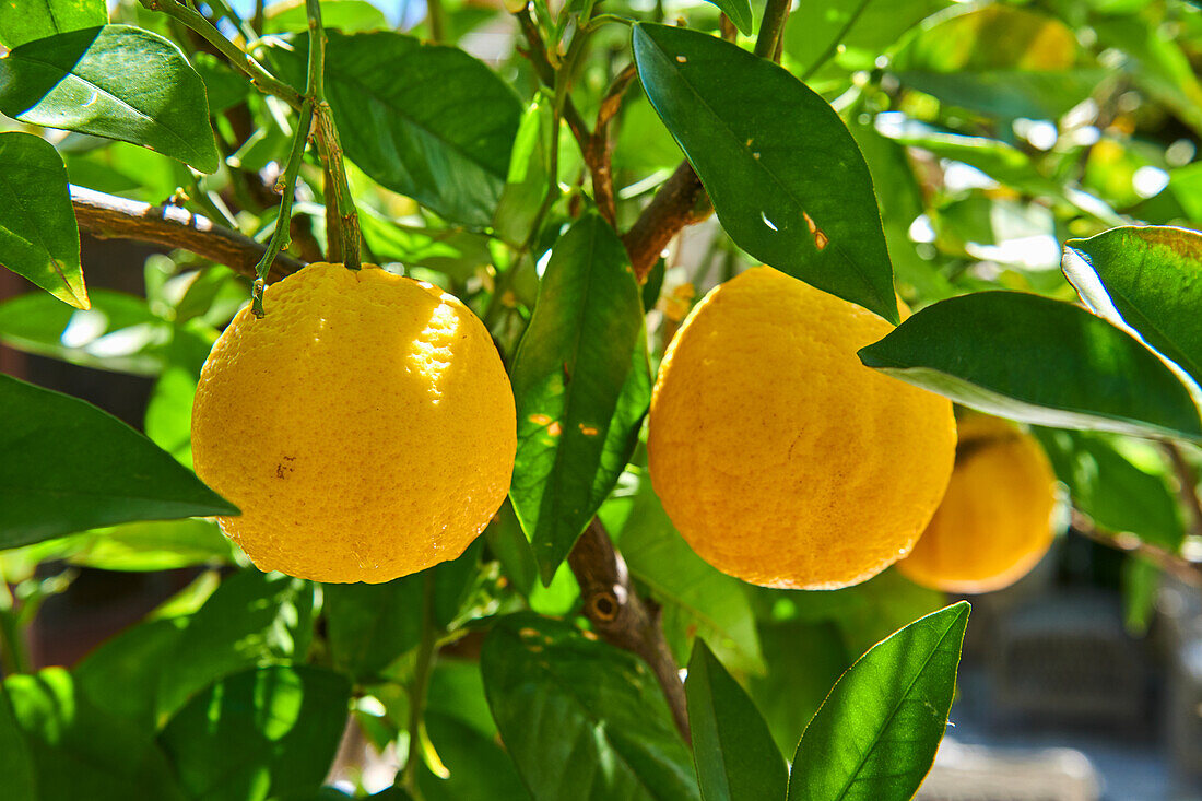 Lemons on tree