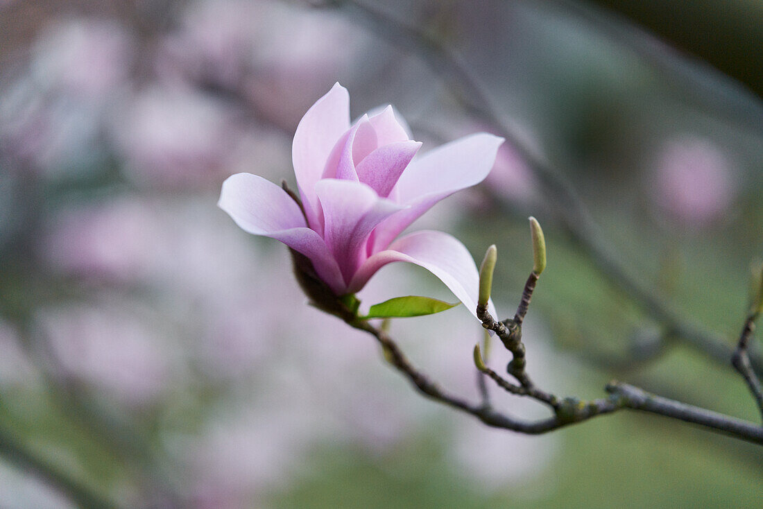 Magnolienblüte (Magnolia) am Baum