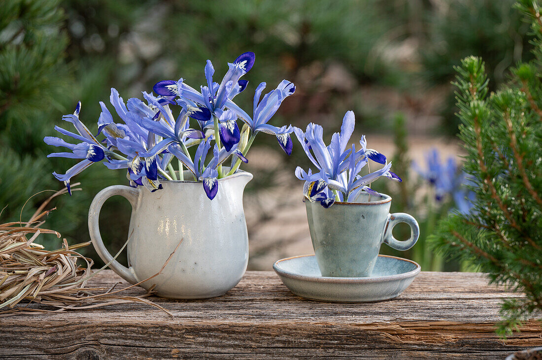 iris reticulata;Clairette;