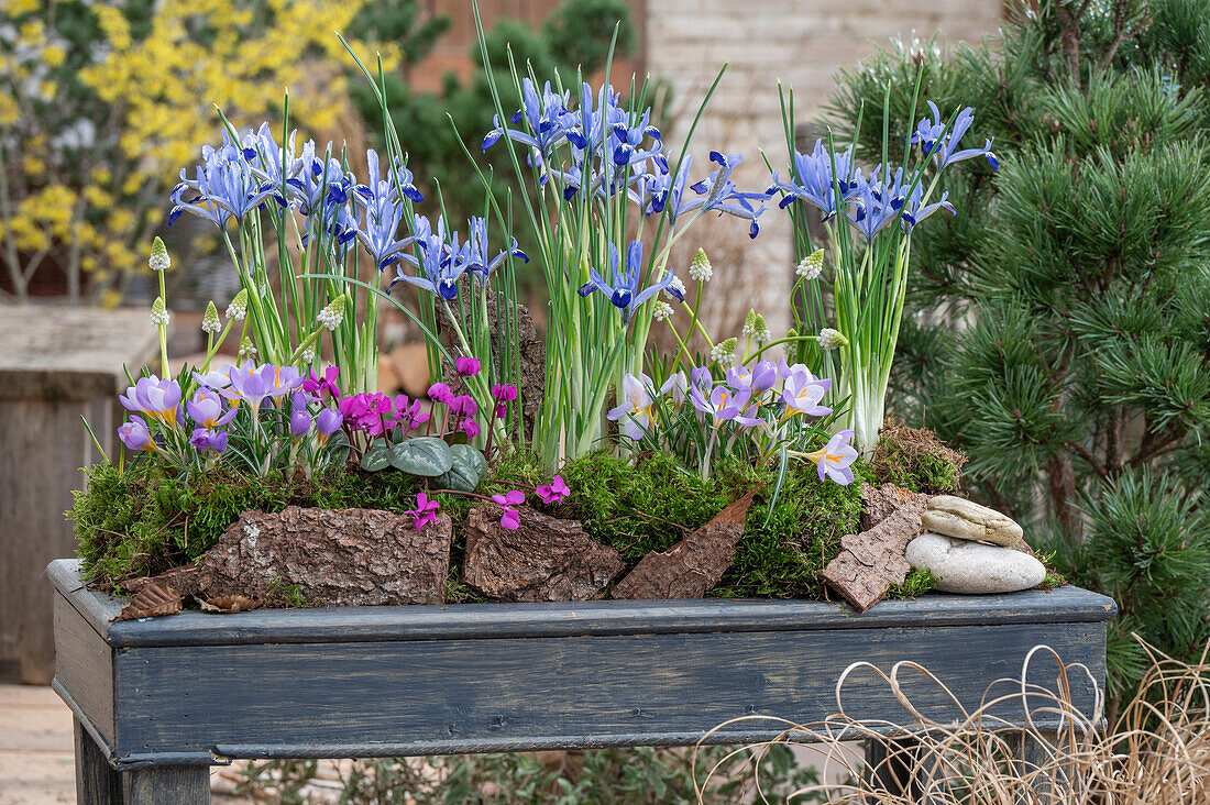 Iris reticulata;Clairette;Muscari;WhitaMagic;