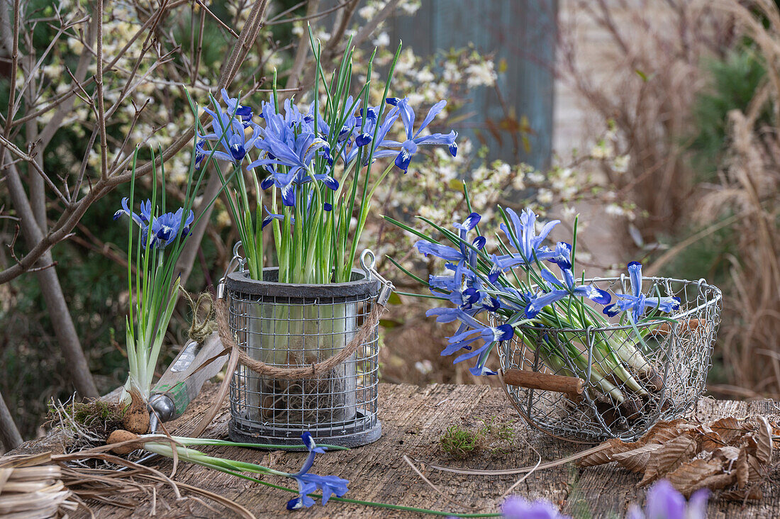 iris reticulata;Clairette;