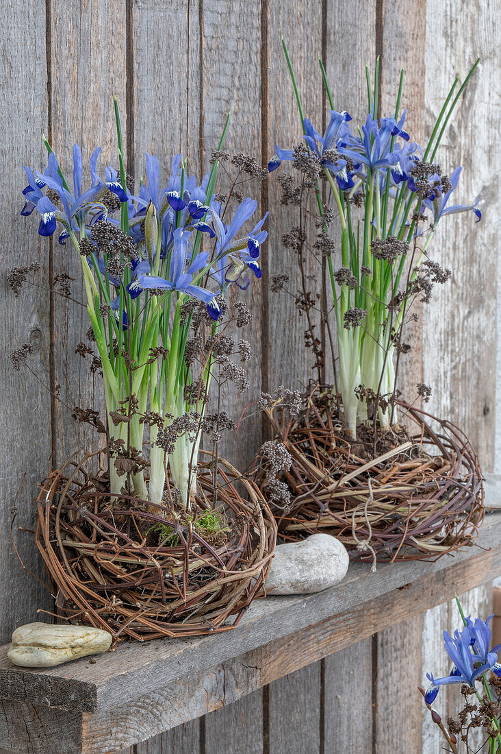 Iris reticulata;Clairette;Nest twisted from clematis vines