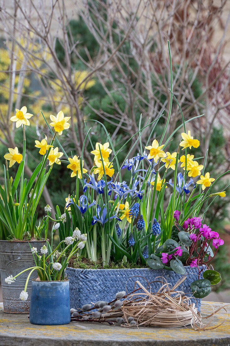 Daffodils Tete a Tete;Muscari, White Magic; Iris reticulata;Clairette