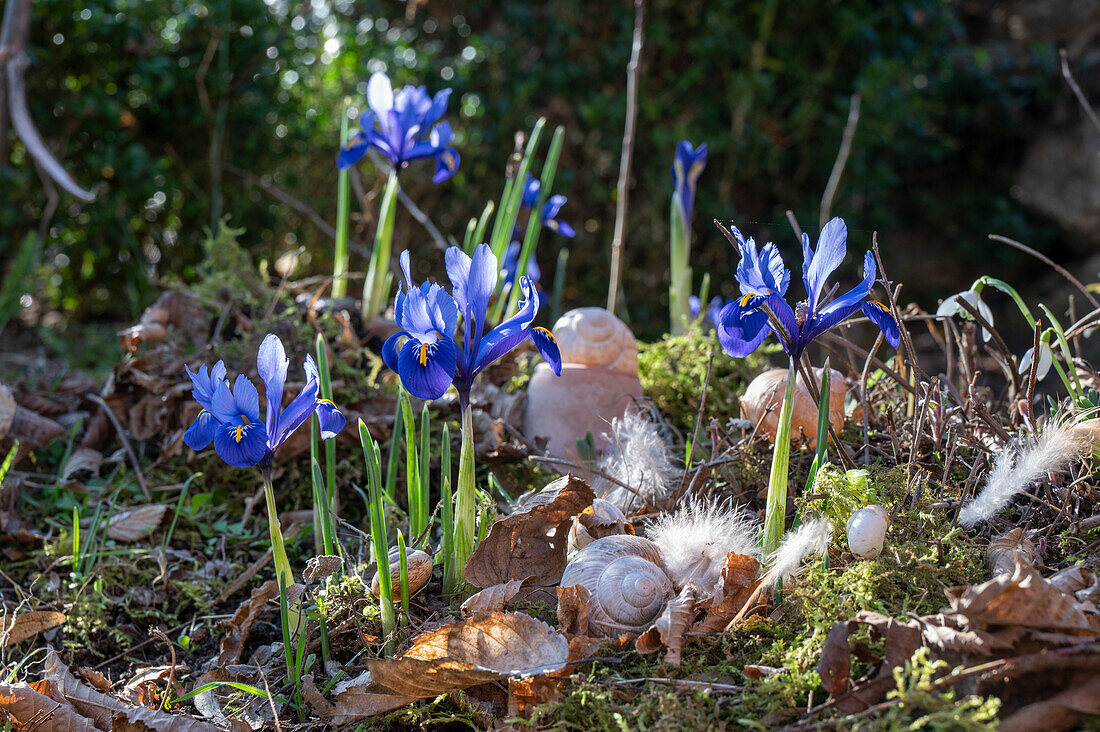 Iris reticulata;Harmony