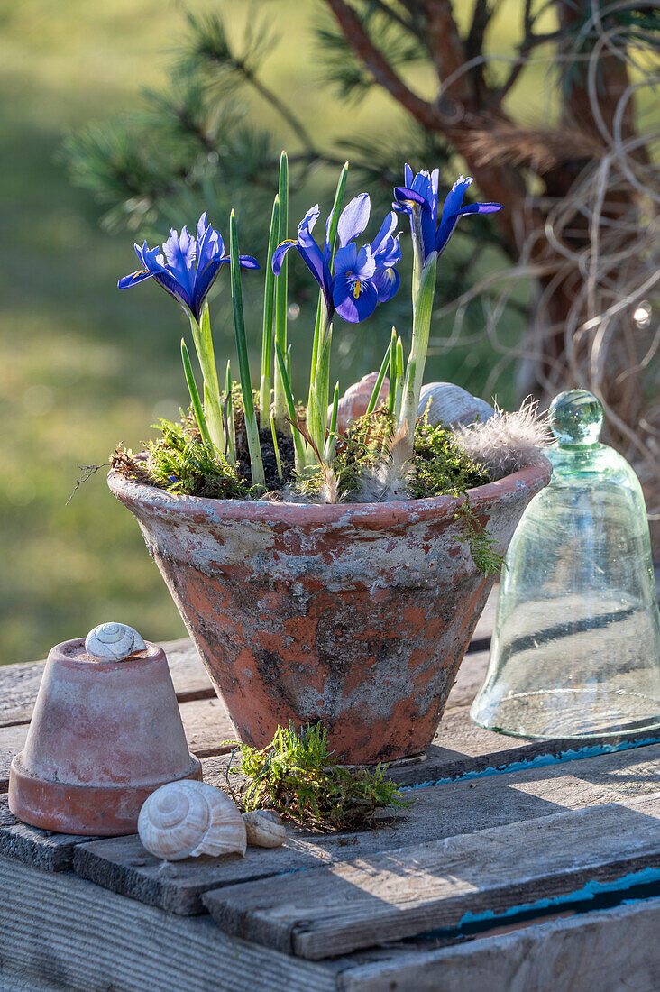 Zwerg-Iris (Iris reticulata) 'Purple Hill' im Keramiktopf auf der Terrasse