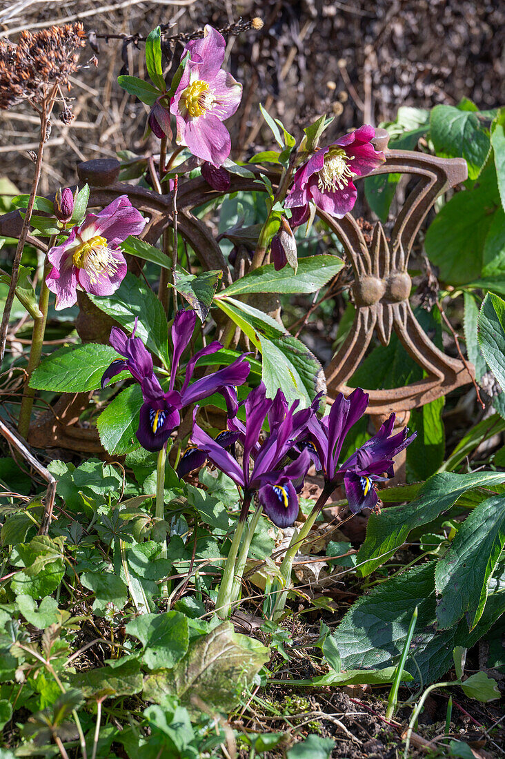 Iris reticulata;Purple Hill;Lenzenrose;Winter Angel