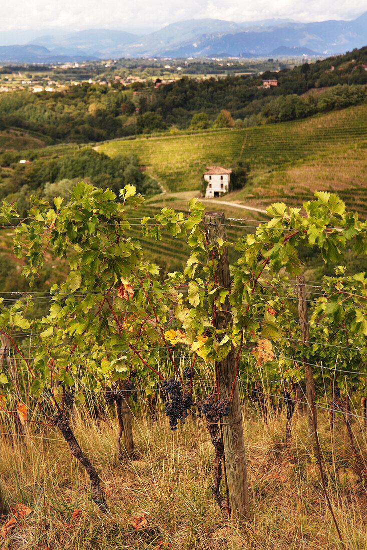 View over vineyard landscape, Friuli-Venezia Giulia, Italy