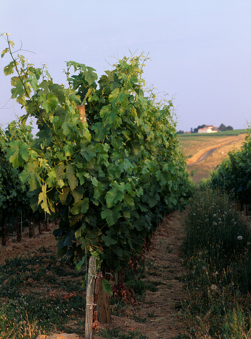 Weinreben in einem Weinberg