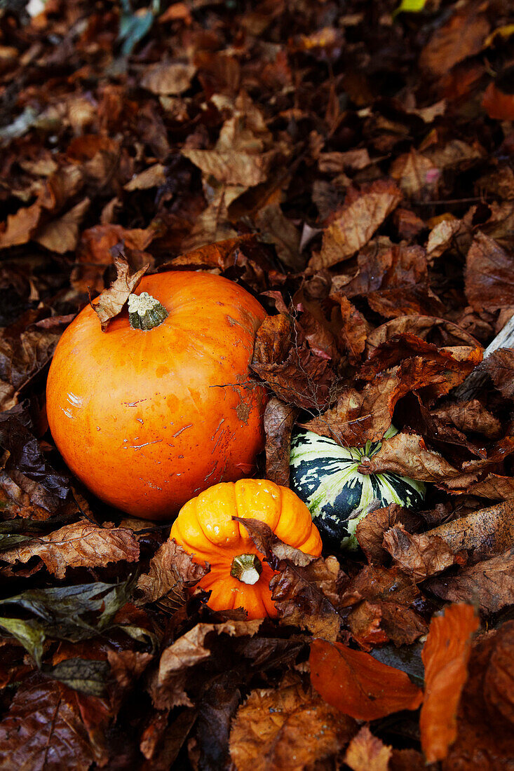 Group of pumpkins in autumnal leaves in woodland