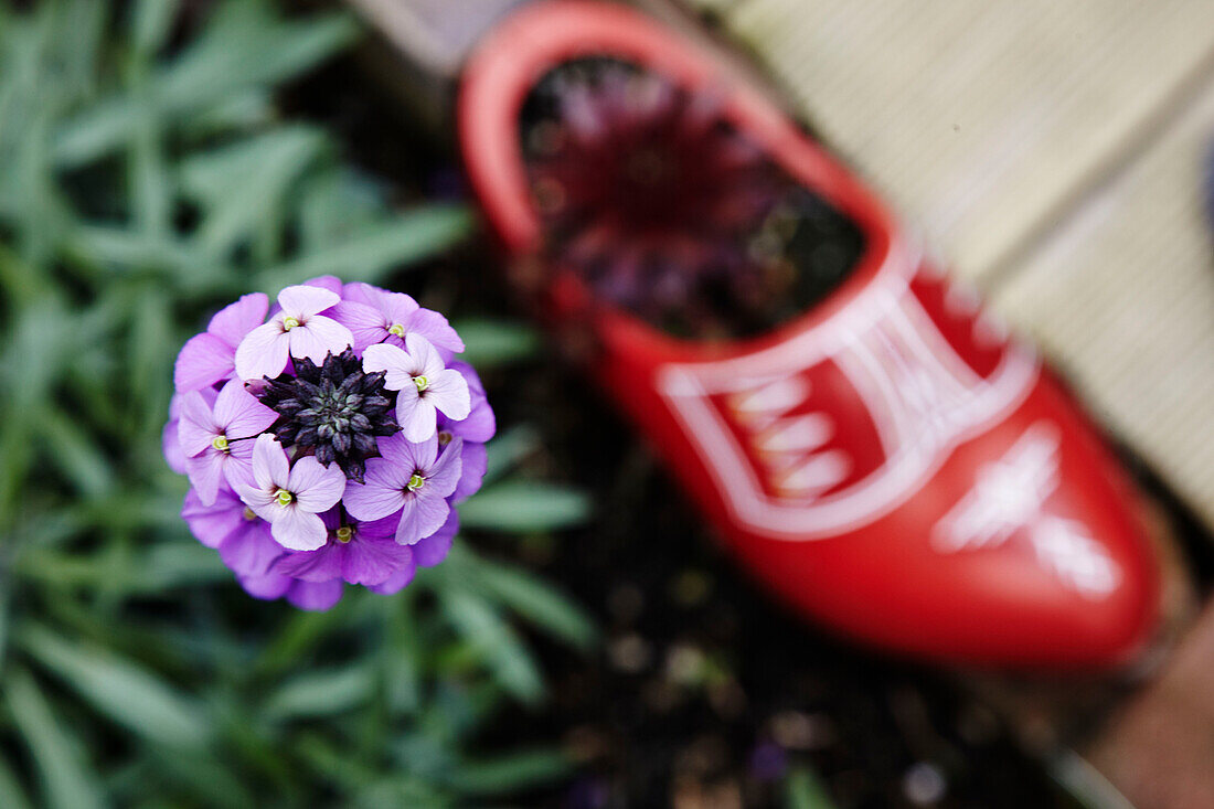 Flower head and red shoe pot in Brighton garden East Sussex, England, UK