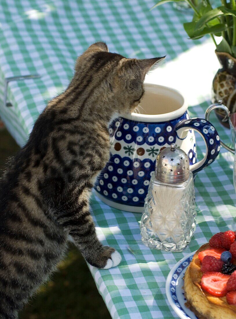 Neugierige Katze schaut in ein Milchkännchen