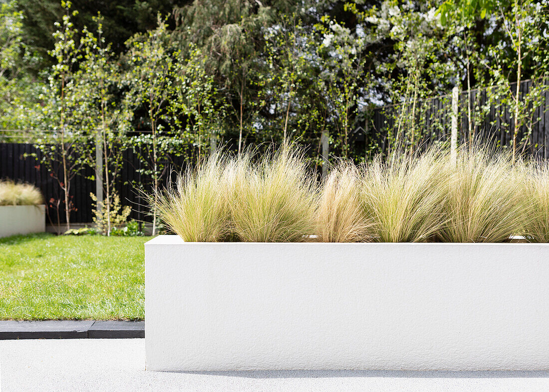 Ornamental greasses in white planters in Isatu C's Danish inspired garden in Essex