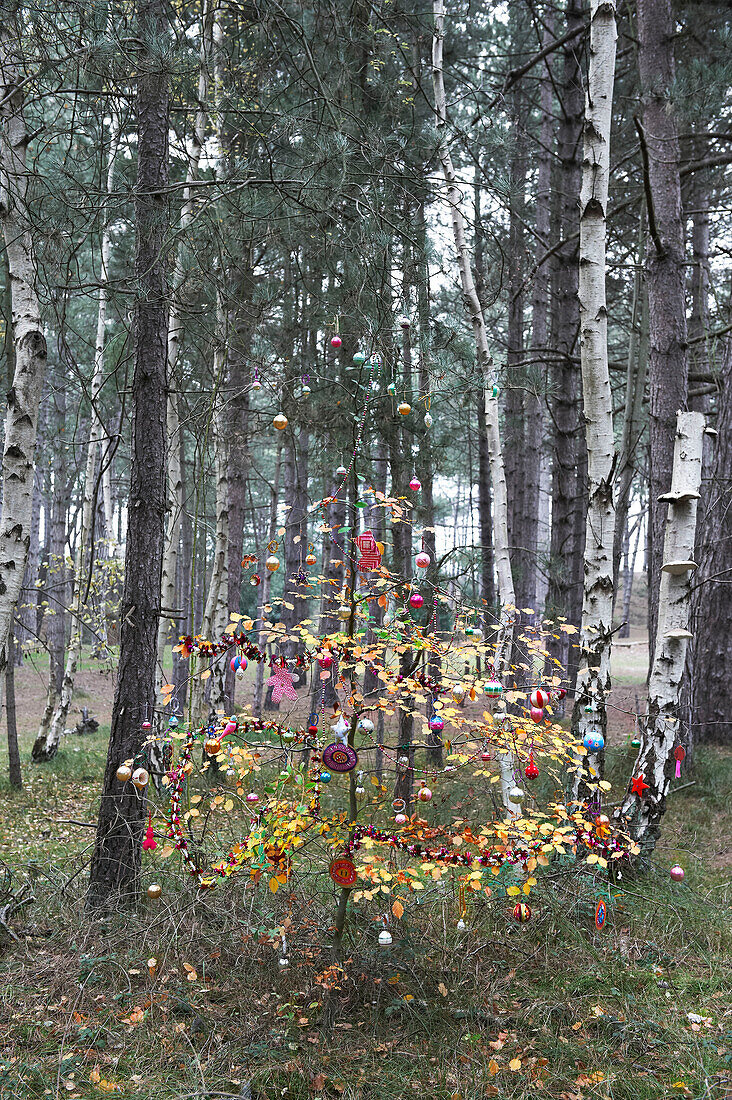 Christmas decorations on a birch tree sapling in a forest