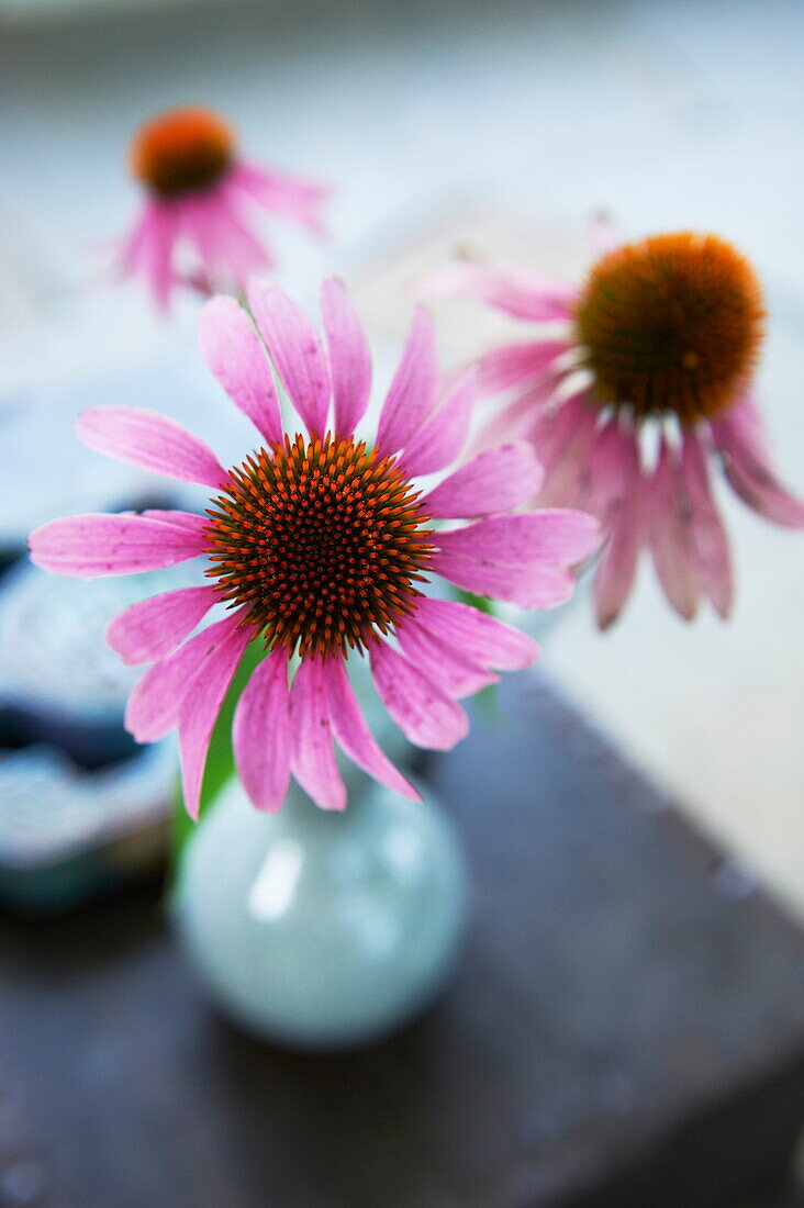 Pink Echinacea in vase in a Massachusetts home New England USA