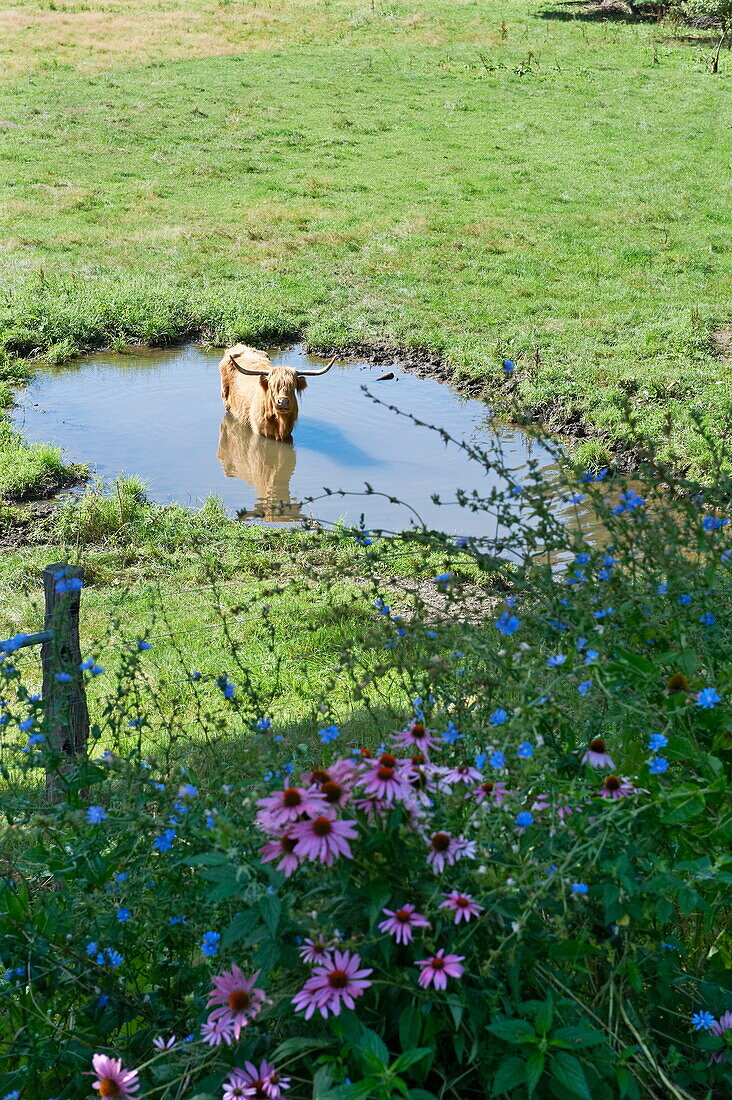 Elevated view of Highland cow in Massachusetts field, New England, USA