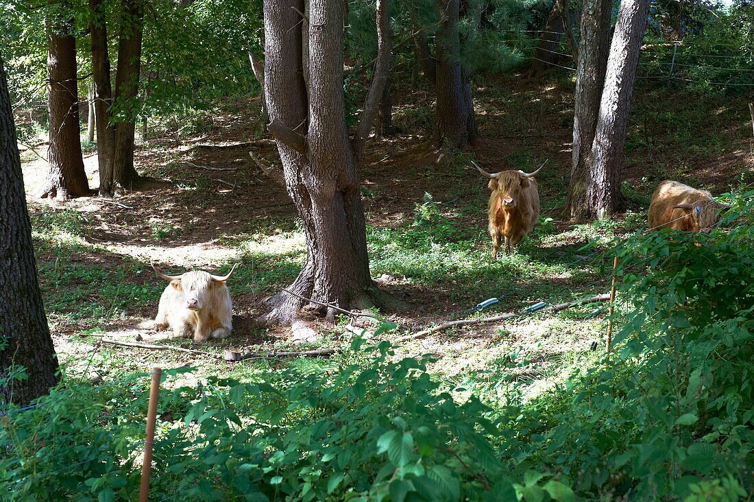 Three Highland cows resting in Massachusetts woodland, New England, USA