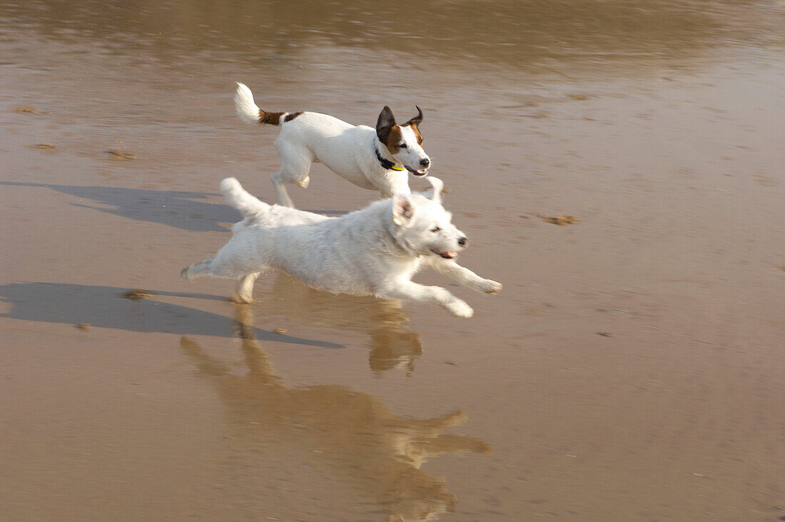 Jack Russell dogs ru on wet sand in Hastings England UK
