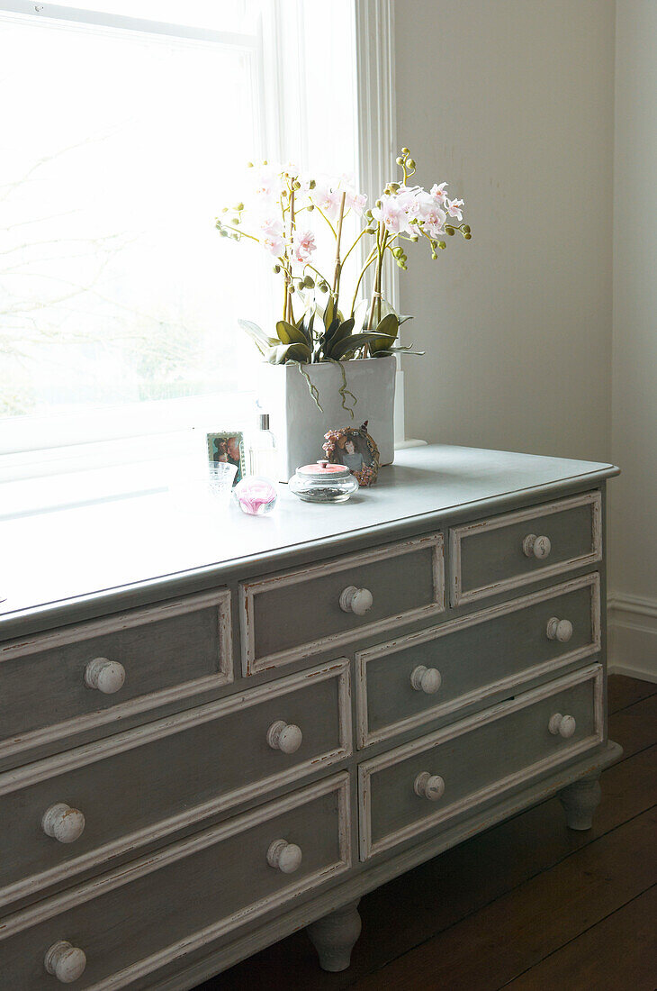 Houseplant on grey painted chest of drawers at sunlit window of Canterbury home England UK