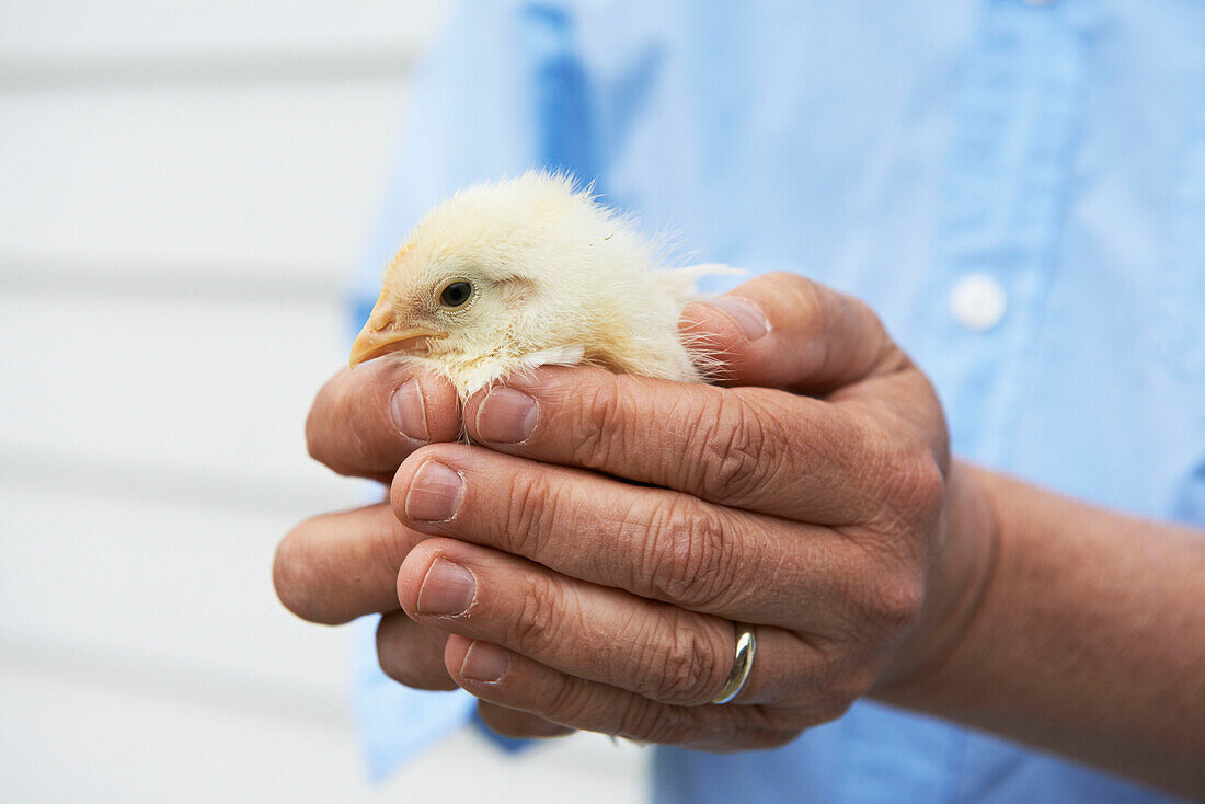 Mann hält Babyküken in den Händen, Austerlitz, Columbia County, New York, Vereinigte Staaten