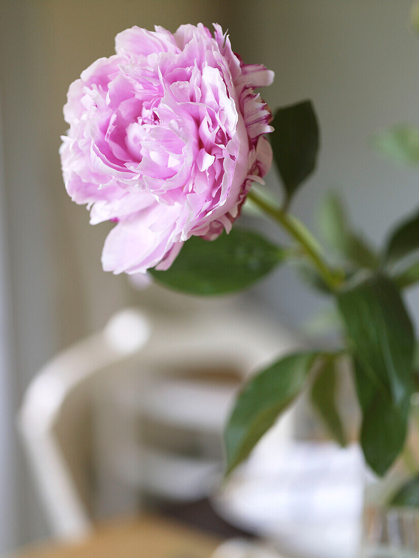 Rosa Nelke in einem Bauernhaus in Gloucestershire, England, UK