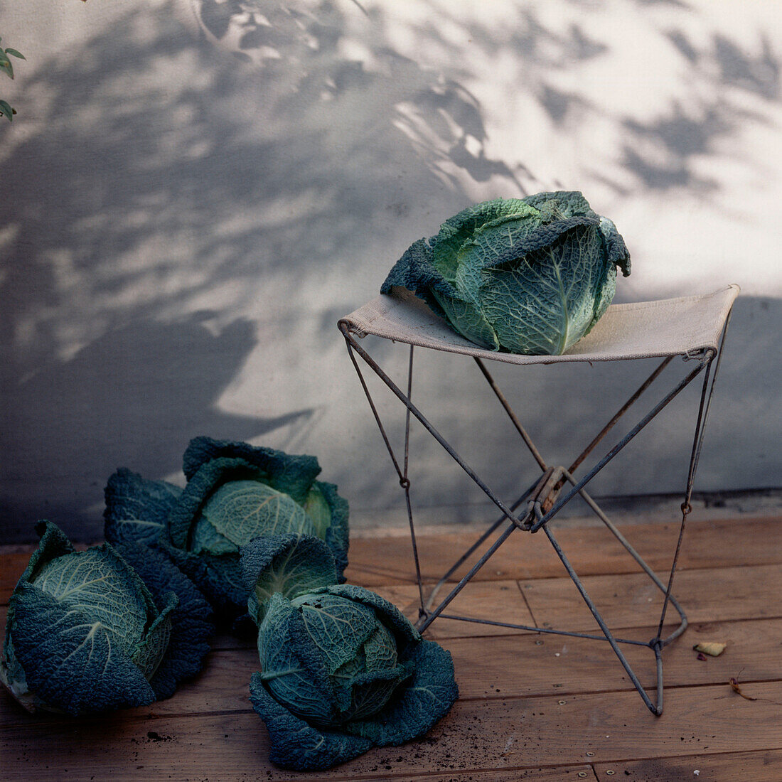 Four homegrown Savoy cabbages on a decked terrace with a gardening chair