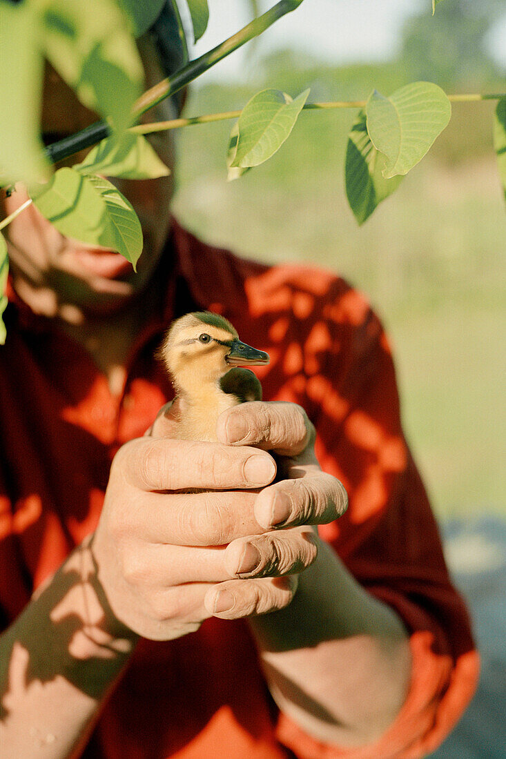 Man holding a new born duckling