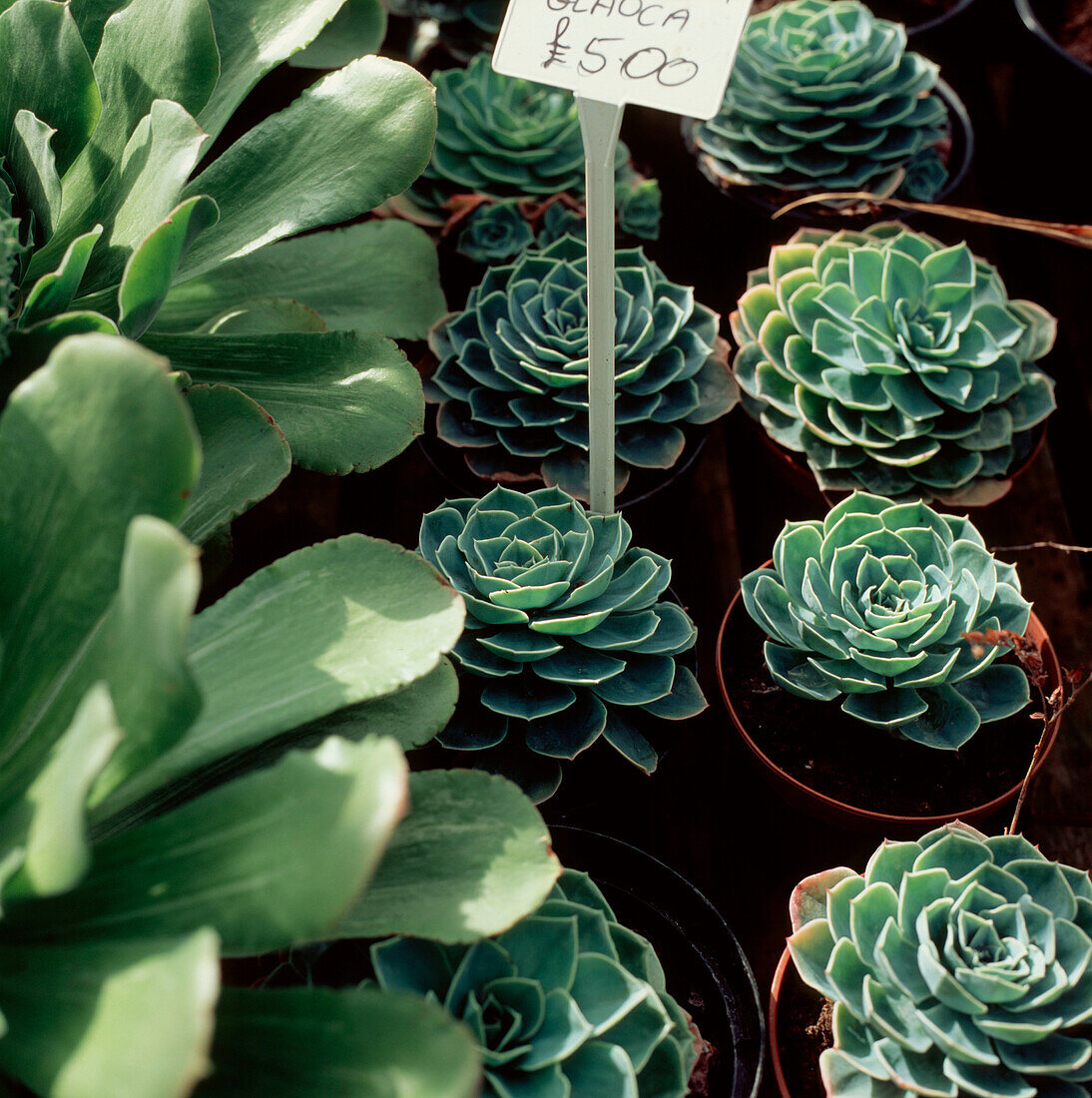 Rows of potted plans in a garden centre