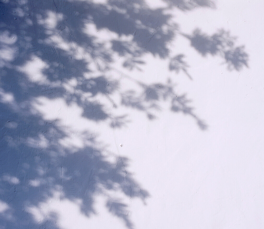 Tree shadows on a white painted wall