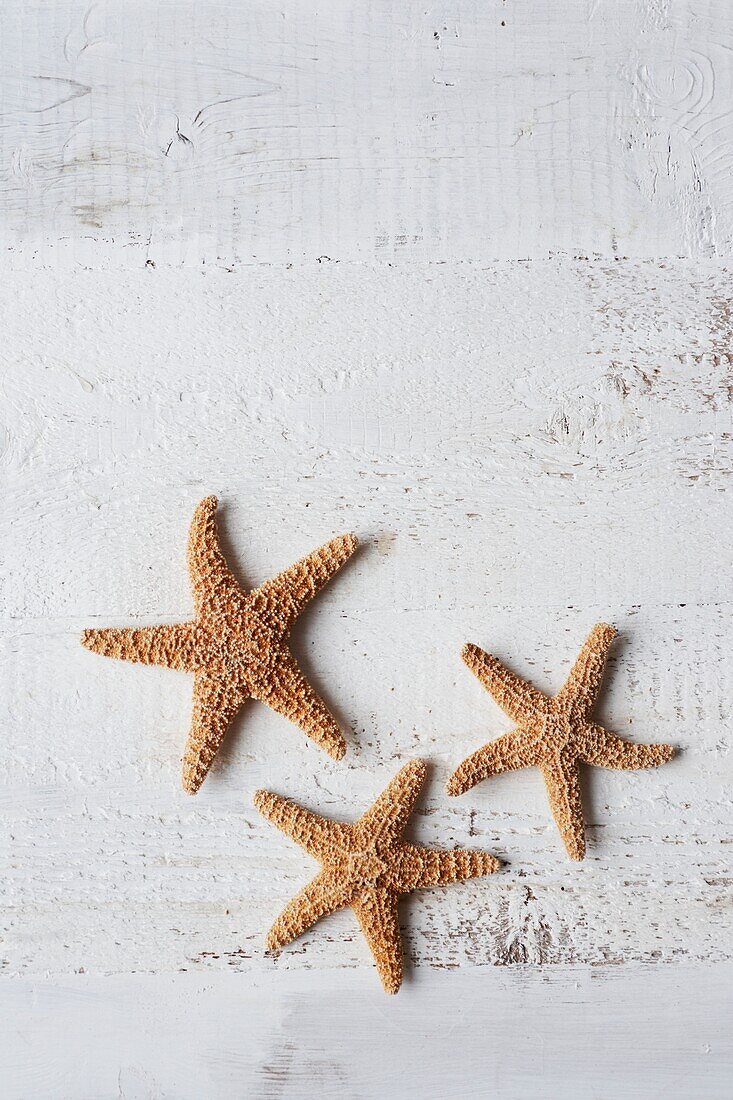 Three starfish on white background, UK