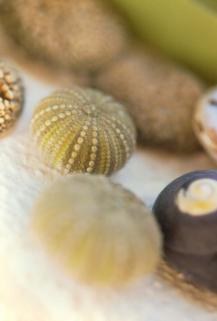 Muscheln im Meer