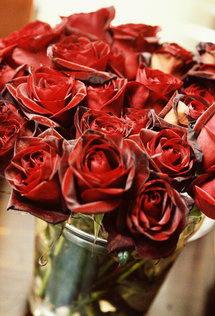 Detail of dark red roses in a metal vase