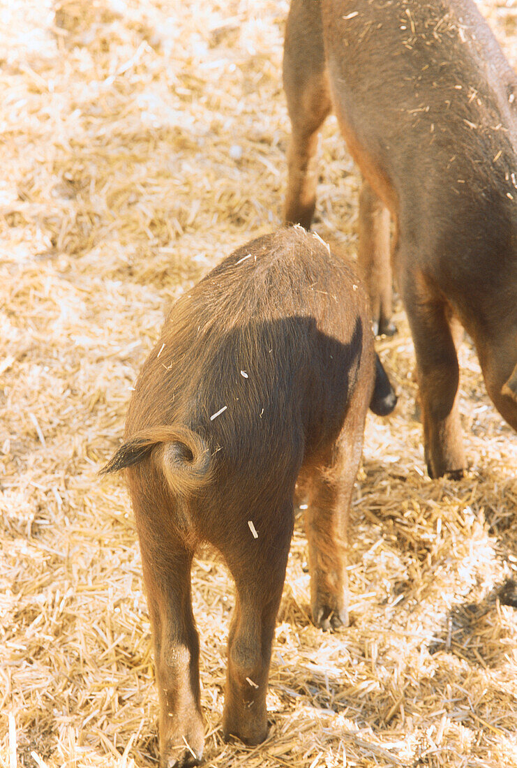 pigs in yard